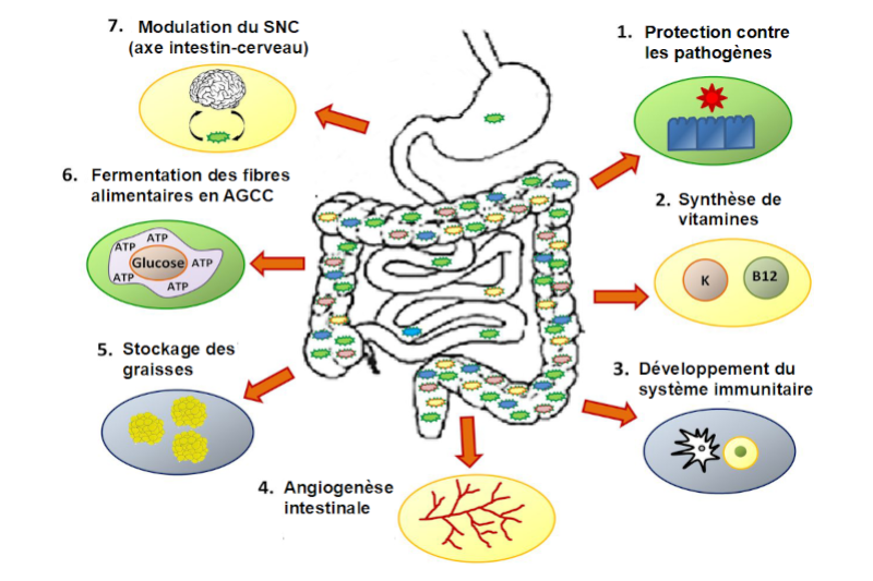 Radiobastides - La Science en questions Les microbiotes