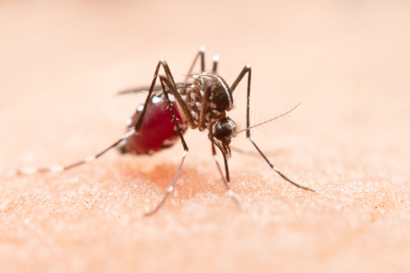 Radiobastides - La Science en questions Le paludisme