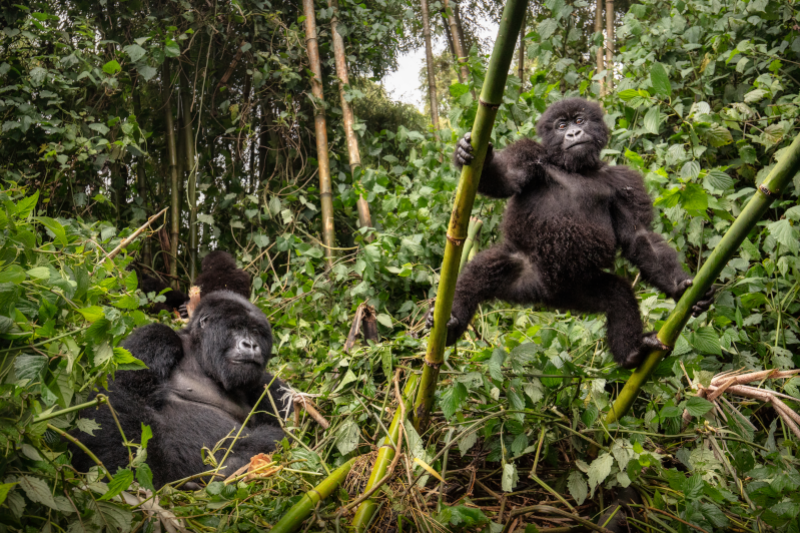 Radiobastides - La Science en questions Les gorilles