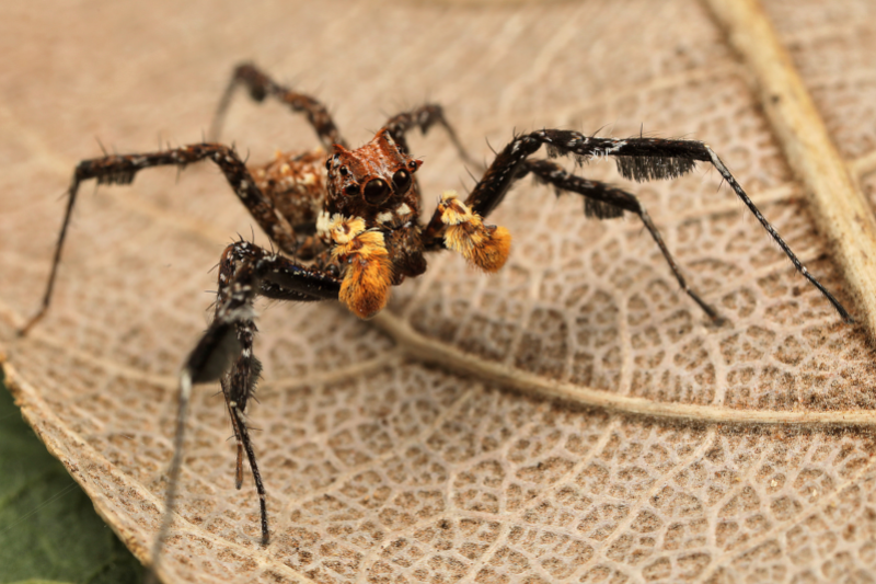Radiobastides - La Science en questions L'intelligence des araignées