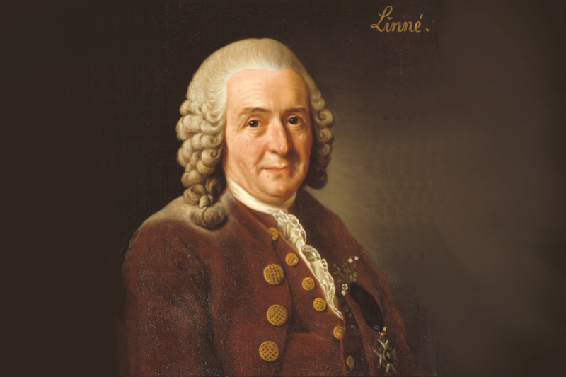 Radiobastides - La Science en questions Carl Von Linné