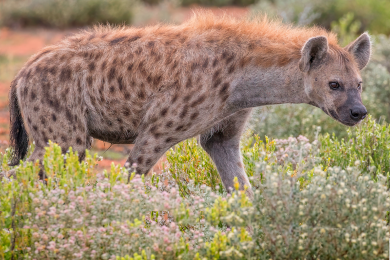 Radiobastides - La Science en questions La hyène tachetée
