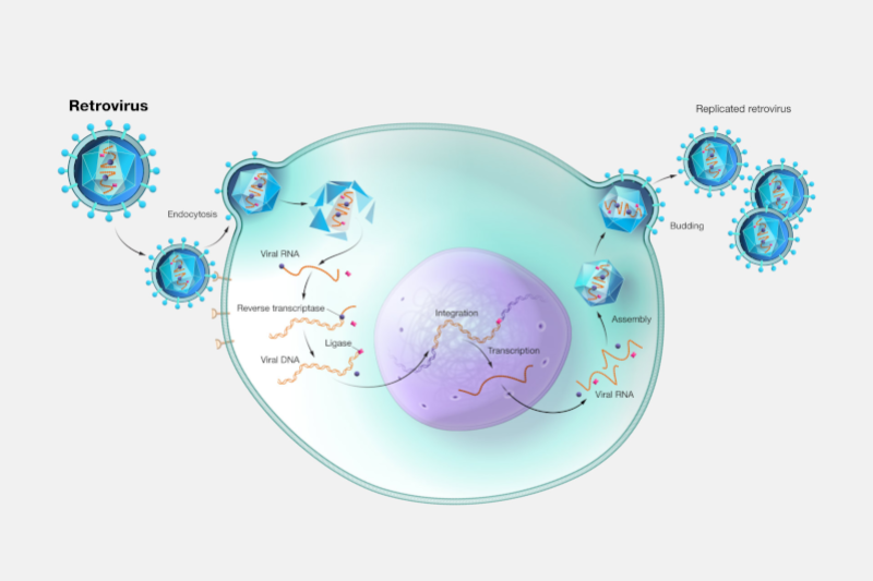 Radiobastides - La Science en questions La myéline et les rétrovirus