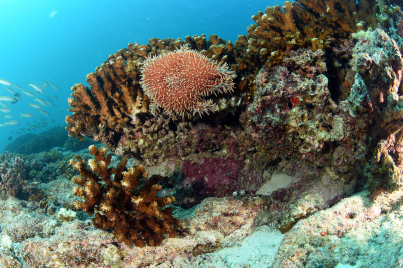 Radiobastides - La Science en questions Les coraux en danger