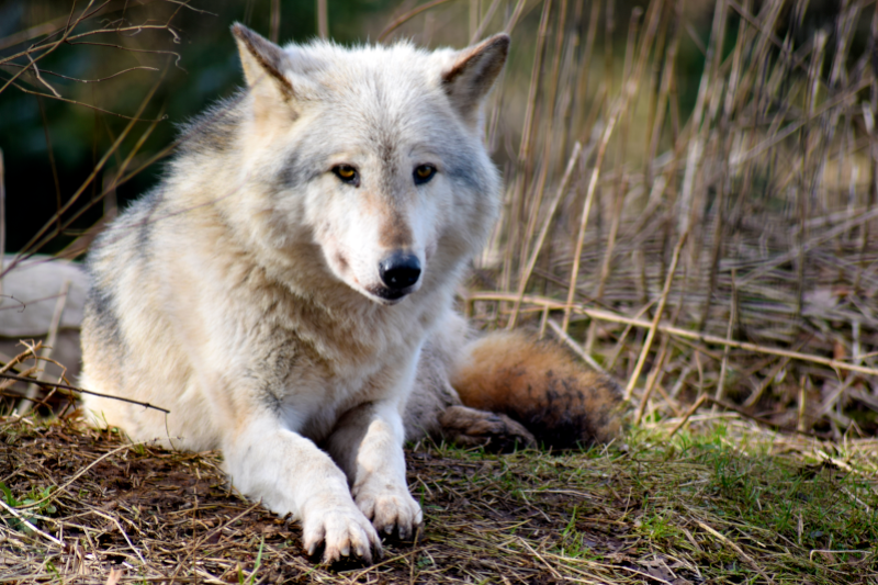 Au loup !