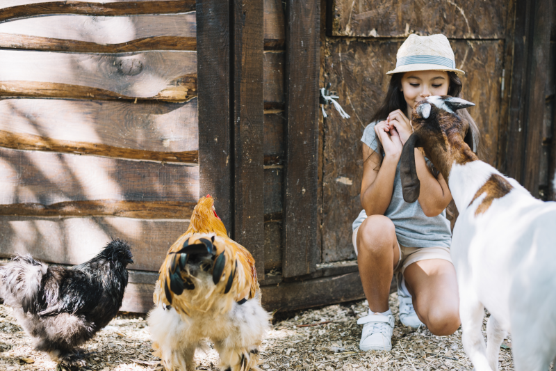Amandine Sopetti - Protéger ses animaux