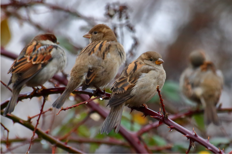Sifflotis et vocalises