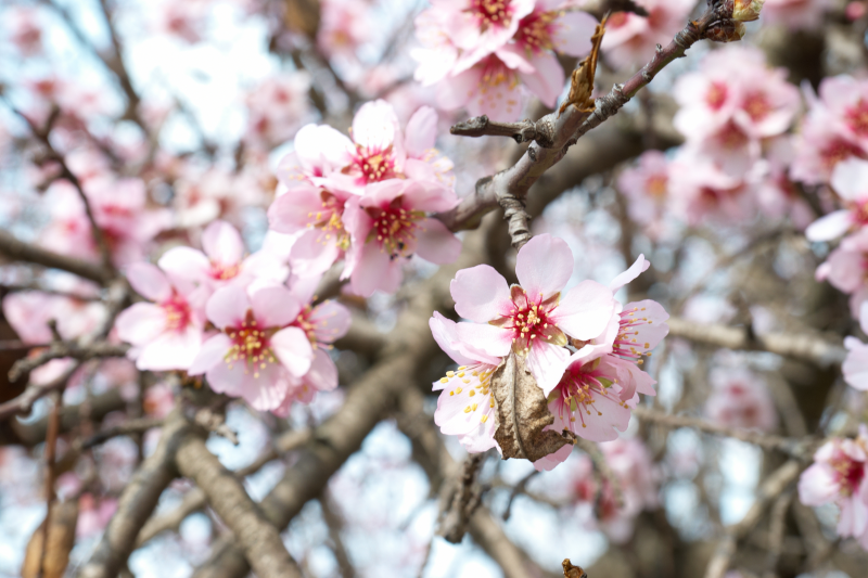 Bientôt le printemps !
