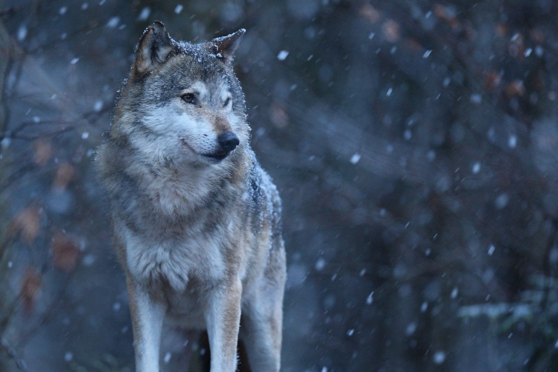 Radiobastides - Matinale Buissonnière #Contes de Noël - L'homme qui devenait loup