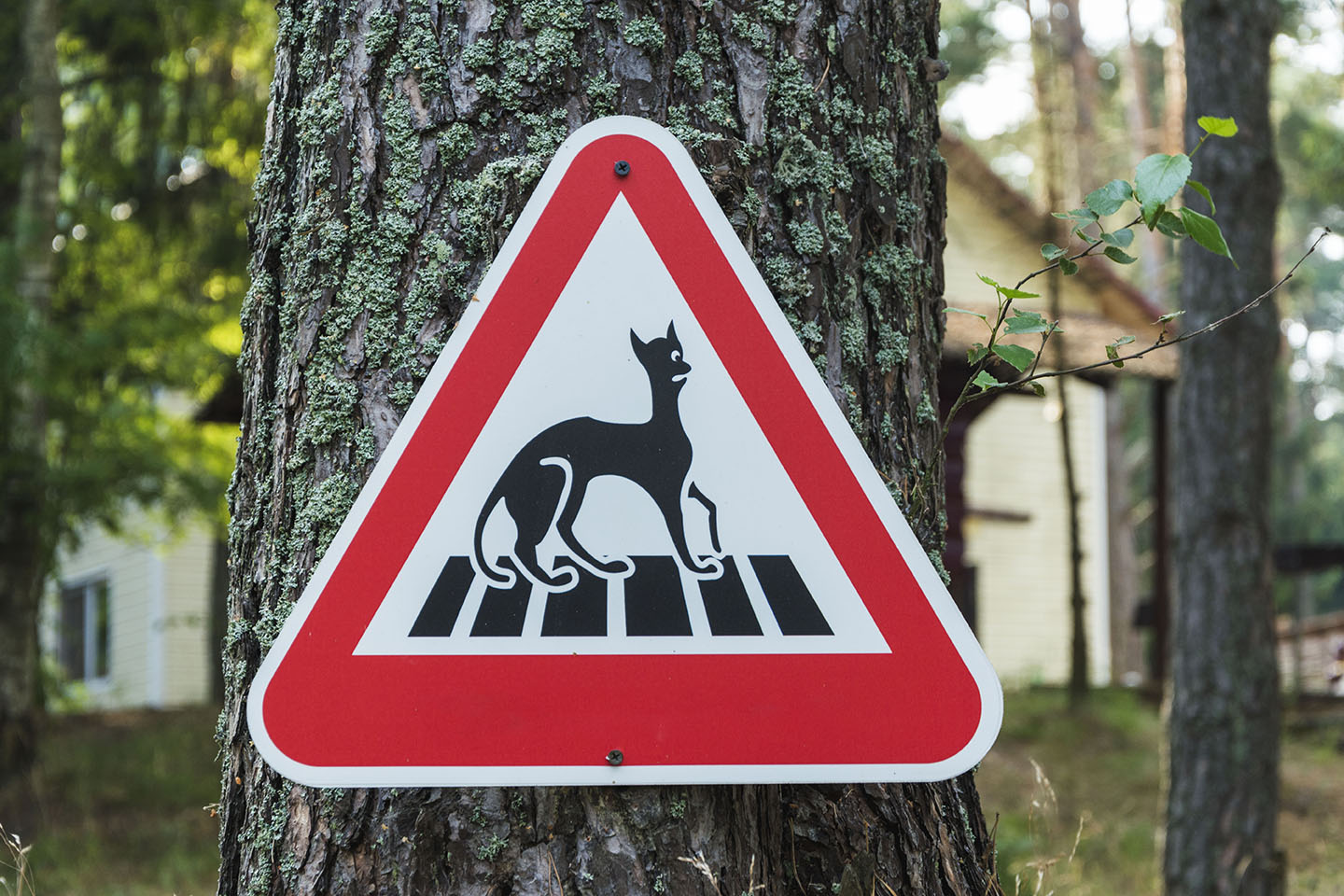 Le danger rôde