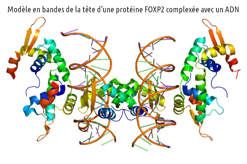 Radiobastides - La Science en questions Le gène FOXP2