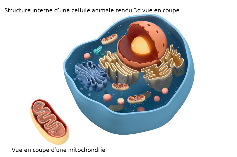 Radiobastides - La Science en questions Les mitochondries