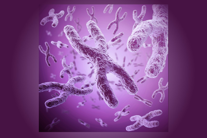 Radiobastides - La Science en questions L'inactivation du chromosome X