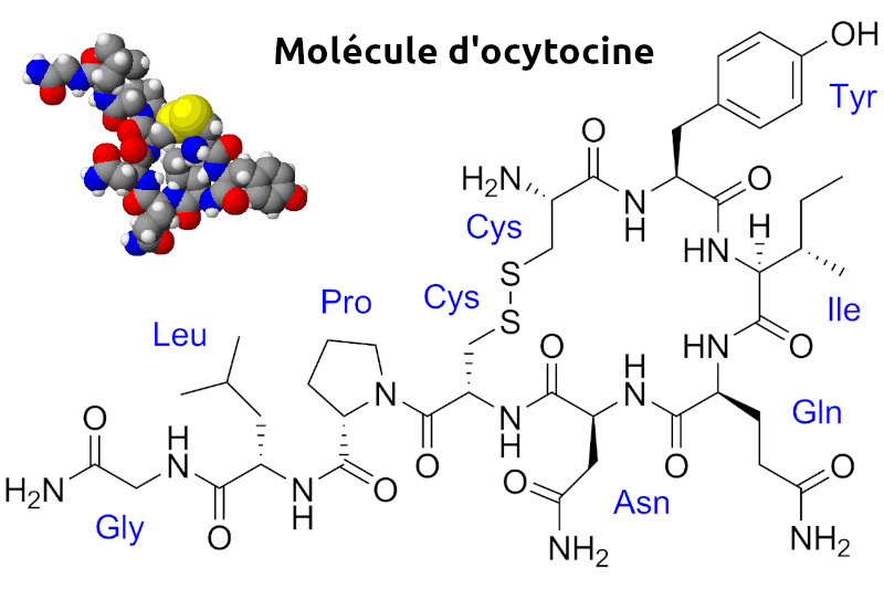 Radiobastides - La Science en questions L'ocytocine