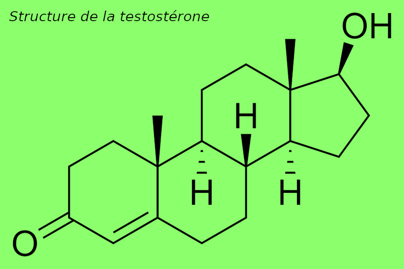 La testostérone