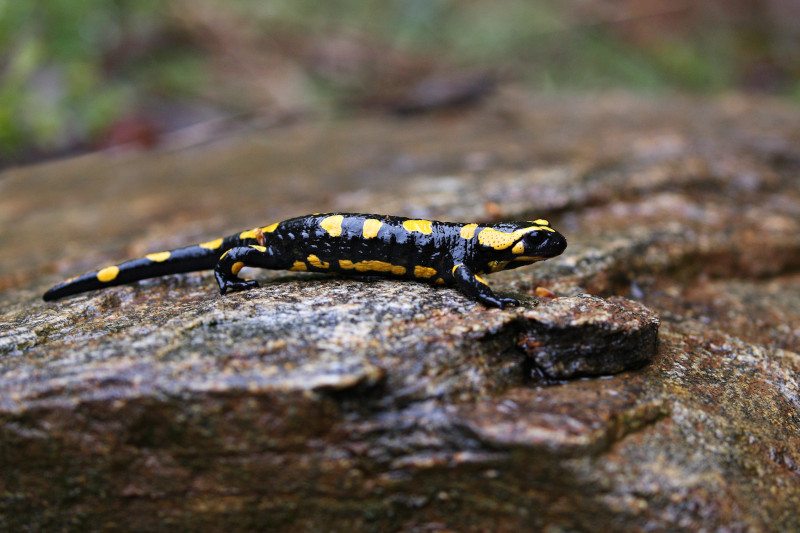 Les amphibiens