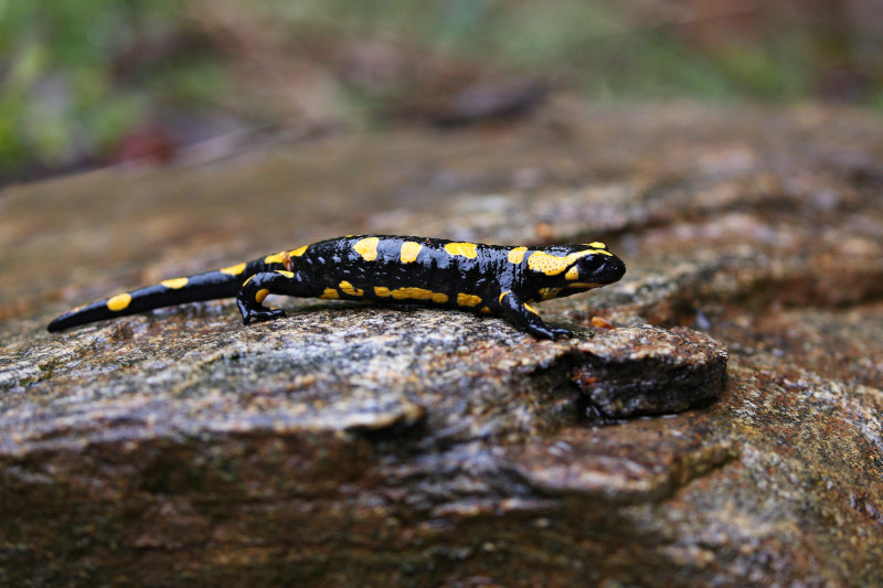 Radiobastides - La Science en questions Les amphibiens