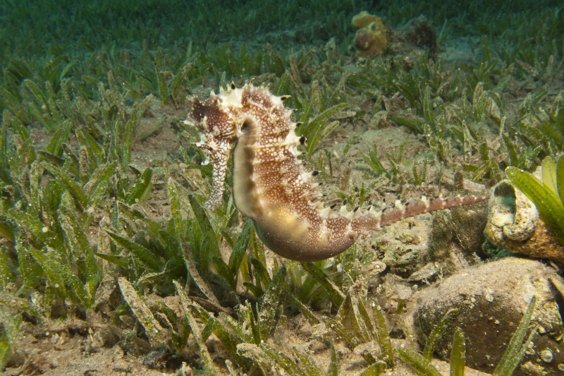 Les hippocampes