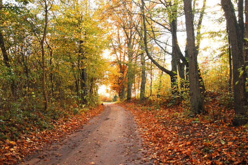 Radiobastides - Nouveau Regard Transition vers l'automne