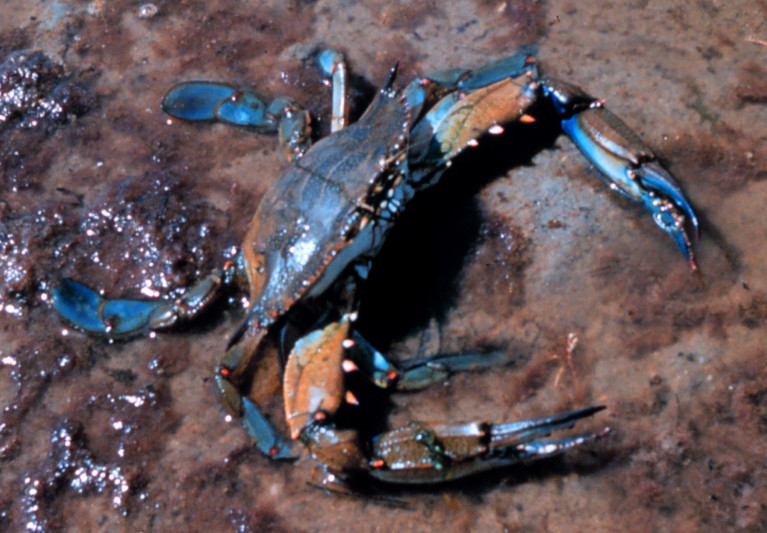 Le crabe bleu