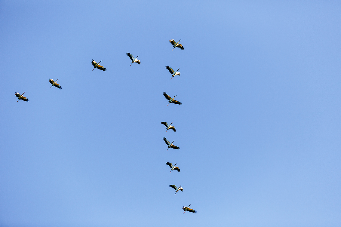 La migration des oiseaux